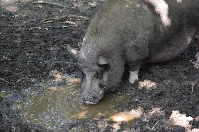 分球员显然 分球员显然